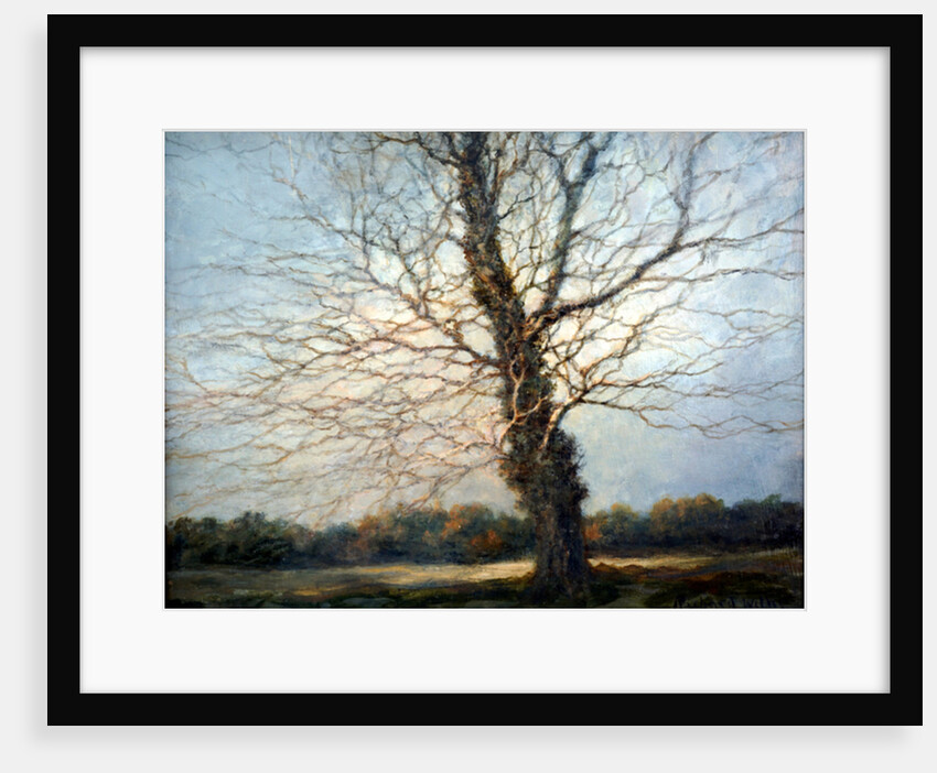 Sunlit Tree by Richard Willis
