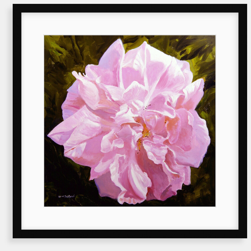 Victorian Rose by William Ireland