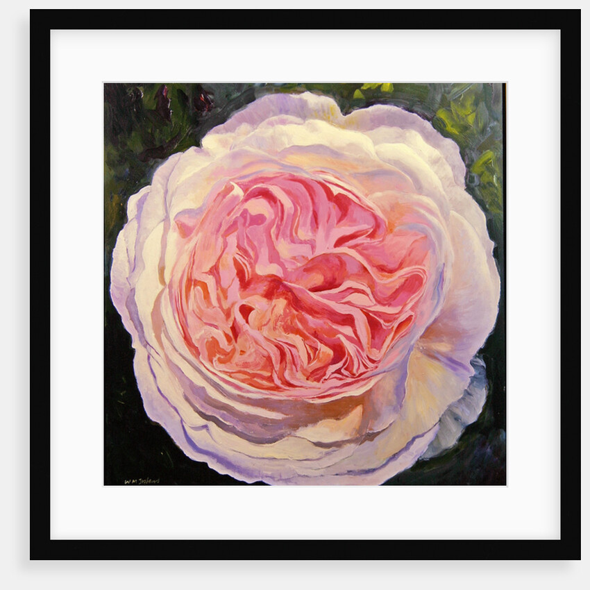 Victorian Rose by William Ireland