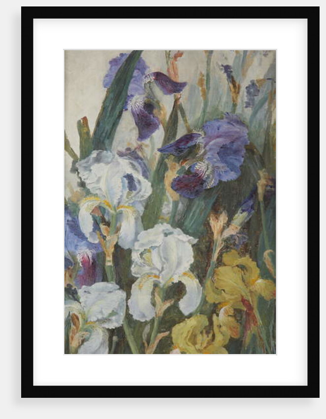 Irises, 1882 by Charlotte Hodder