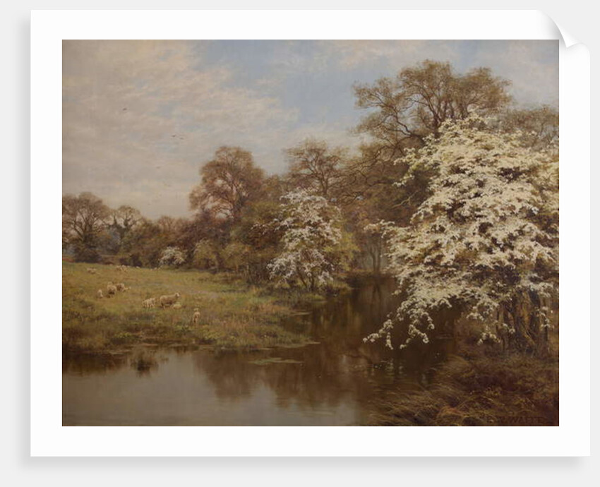 Hawthorn Blossom by Edward Wilkins Waite