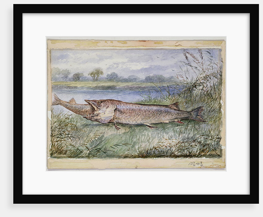 An Amazing Incident showing a Jack Pike of 6lbs attempting to swallow a Barbel of 1 3/4lbs found on Monkey Island, 1895 by F.J. Lees