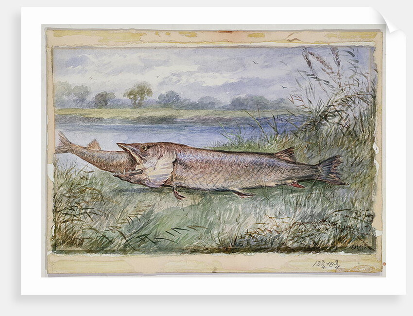 An Amazing Incident showing a Jack Pike of 6lbs attempting to swallow a Barbel of 1 3/4lbs found on Monkey Island, 1895 by F.J. Lees