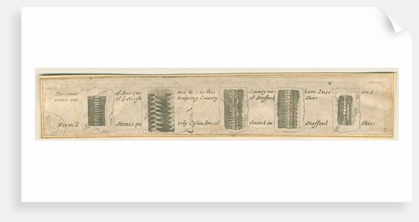 Abbots Bromley: engraved strips of sections of fossil stones, nd. [?19th cent] by Anonymous Anonymous