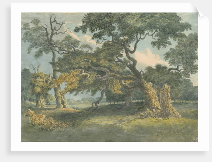 Needwood - Oak Tree by School English