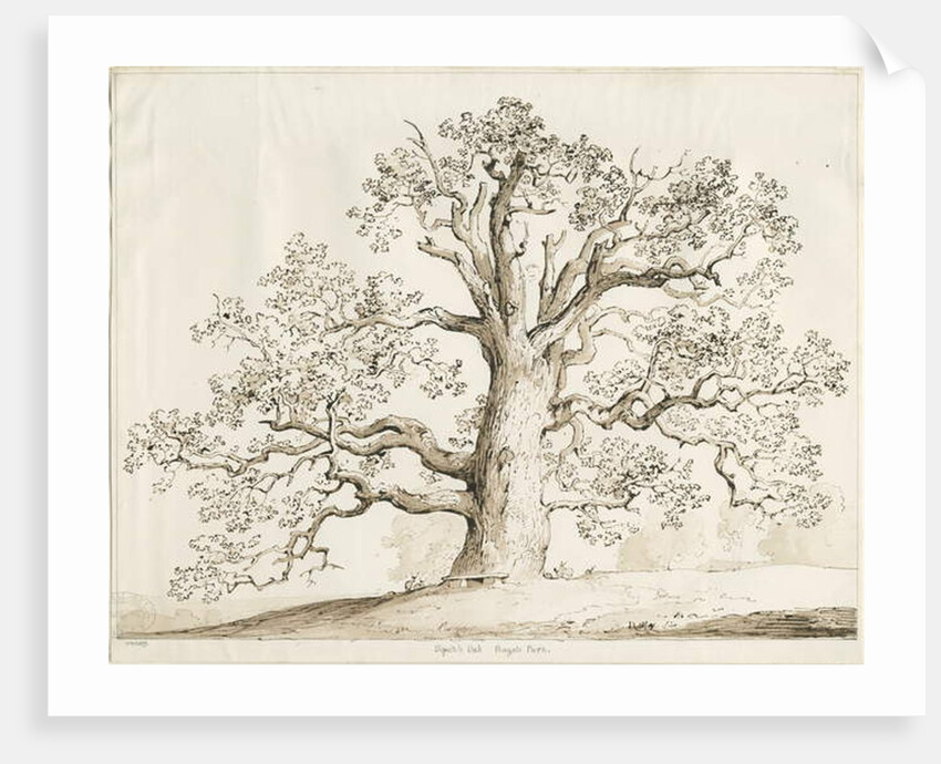 Blithfield - Squitch Oak : pen and wash, 1837 by Thomas Peploe Wood