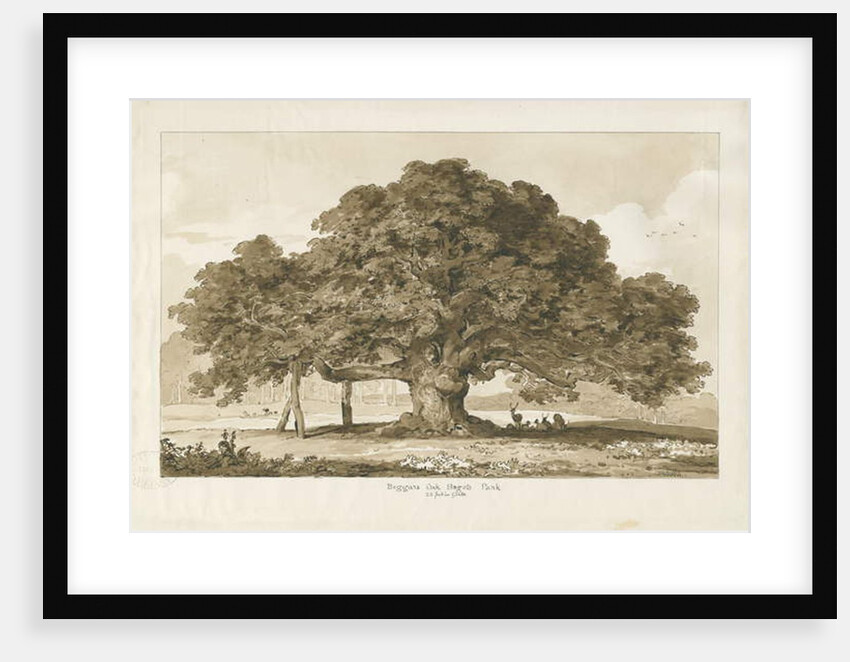 Blithfield - Beggar's Oak : sepia drawing, 1837 by Thomas Peploe Wood