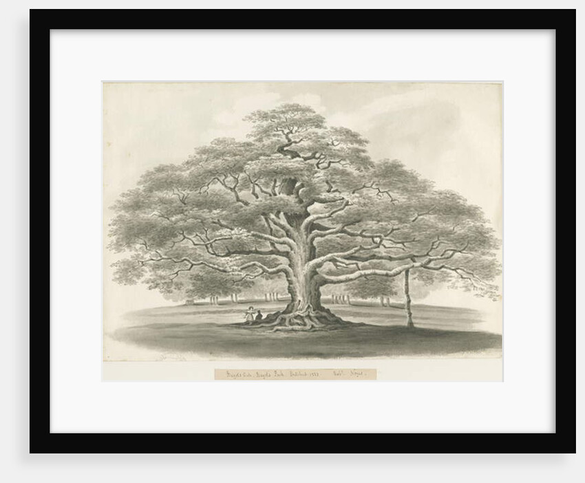 Blithfield - Bagot's Oak by Robert Noyes