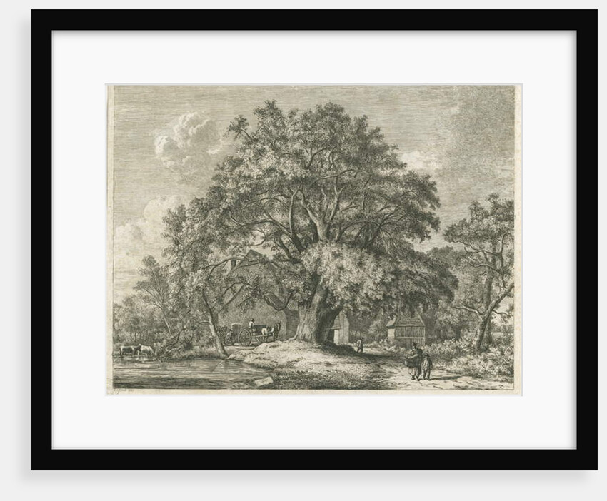 Blithfield - Wych Elm by Jacob George Strutt
