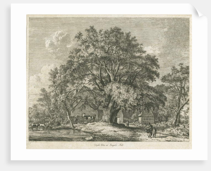 Blithfield - Wych Elm by Jacob George Strutt