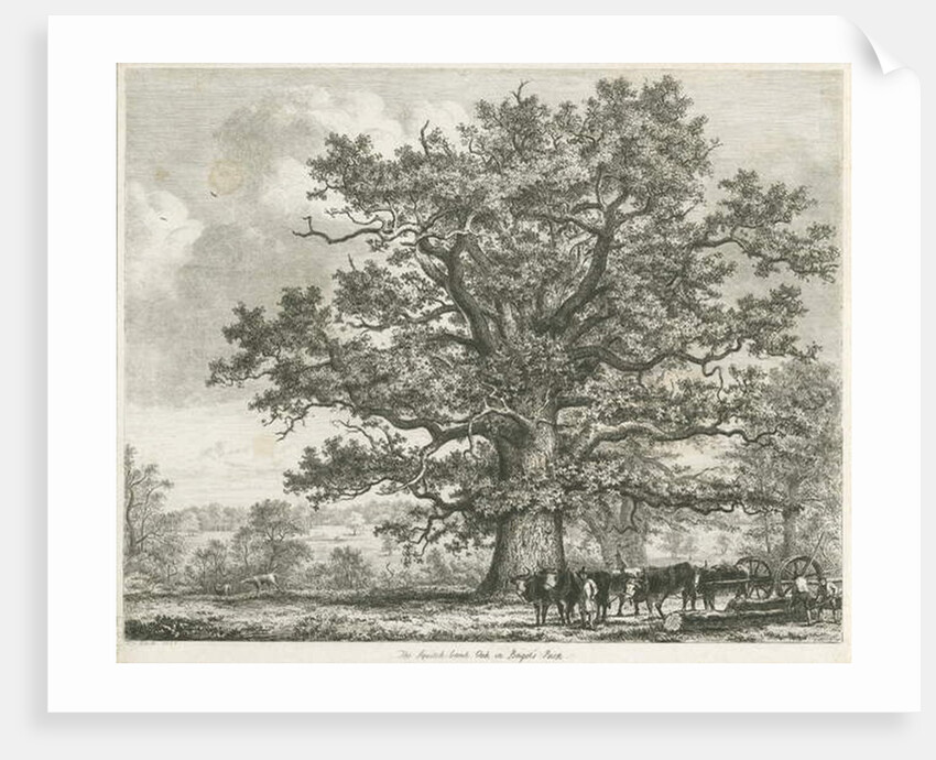 Blithfield - Squitch-bank Oak : etching, 1824 by School English
