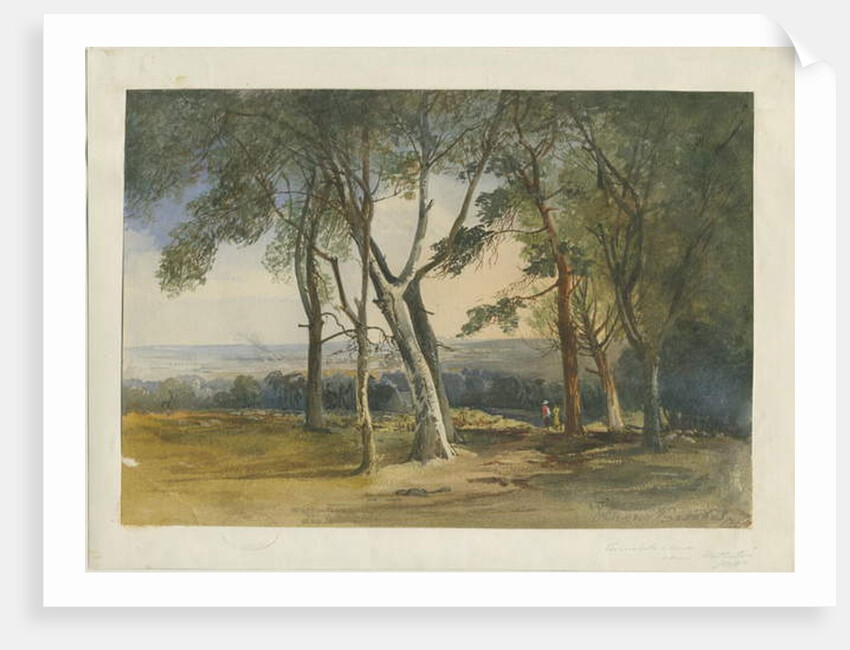 Cannock Chase by School English