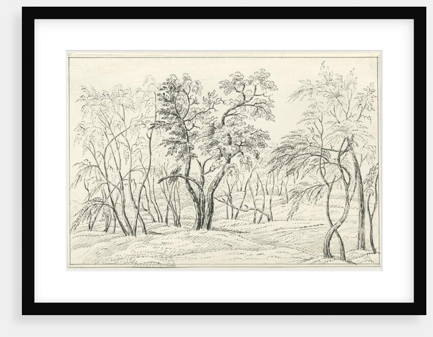 Cannock Chase by School English