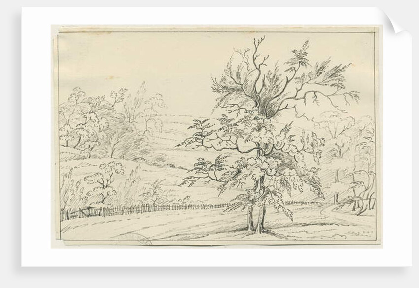 Cannock Chase by School English