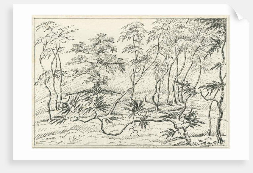 Cannock Chase by School English