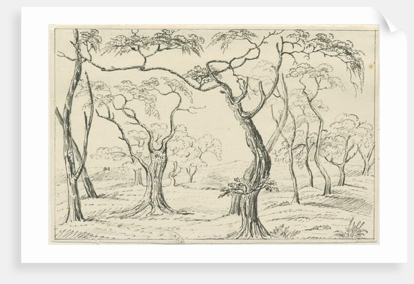 Cannock Chase by School English