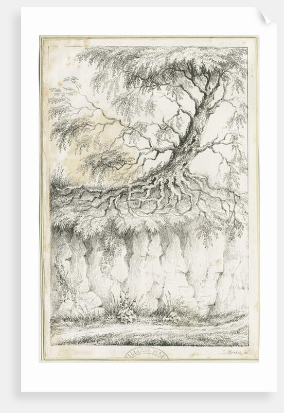 Dudley - Tree by Luke Booker