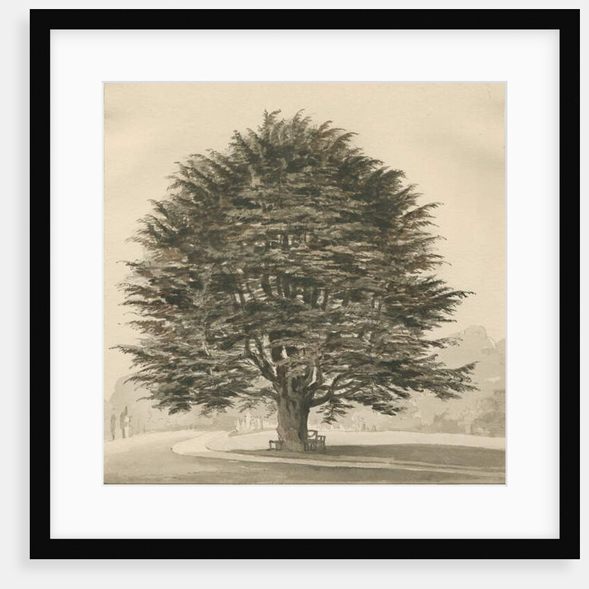Ingestre - Cedar tree by Thomas Peploe Wood
