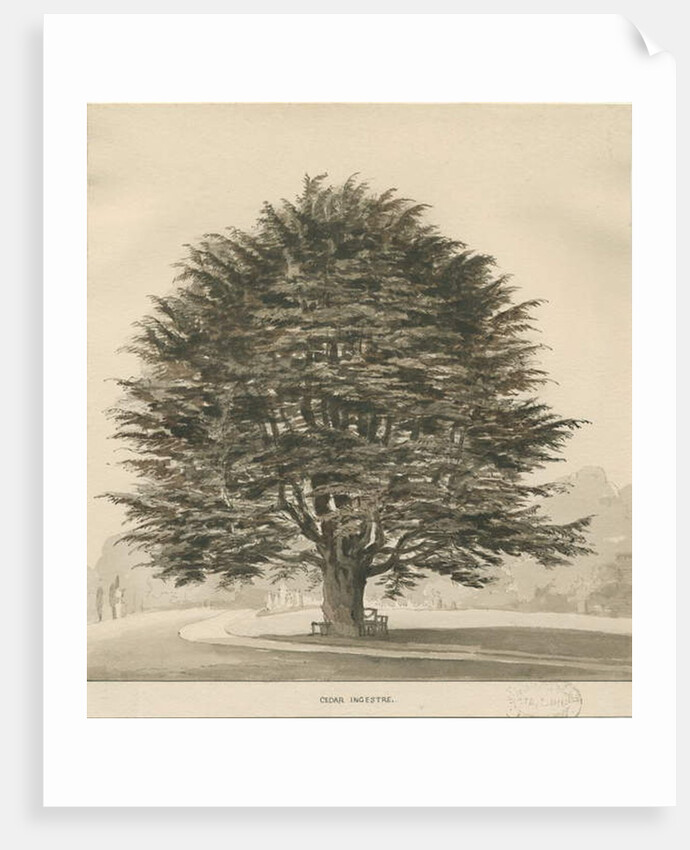 Ingestre - Cedar tree by Thomas Peploe Wood
