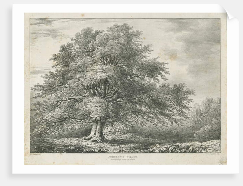 Lichfield - ['Dr. Johnson's'] Willow Tree: lithograph, nd [1789-1850] by Charles Joseph Hullmandel