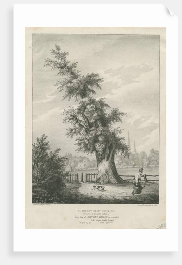 Lichfield - 'Dr. Johnson's' Willow Tree by Charles Joseph Hullmandel