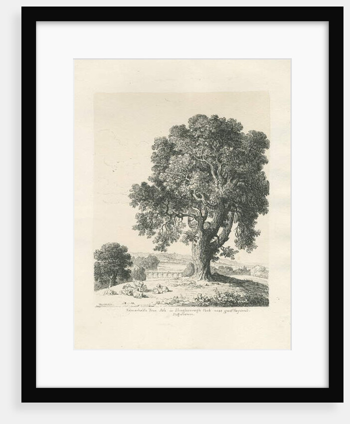 Shugborough Park - Ash Tree: pen and ink drawing, 1836 by Thomas Peploe Wood
