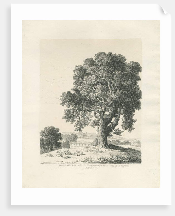 Shugborough Park - Ash Tree: pen and ink drawing, 1836 by Thomas Peploe Wood