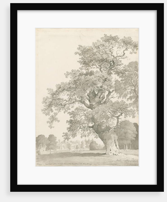 Tixall - Oak Tree: pen and wash drawing, 1837 by Thomas Peploe Wood