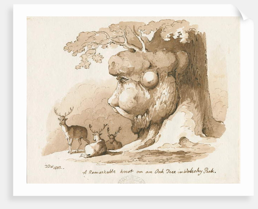 Wolseley Park - Knot on an Oak Tree: pen and sepia drawing, 1838 by Thomas Peploe Wood