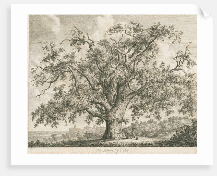 Tutbury - 'Wych Elm': etching by Jacob George Strutt