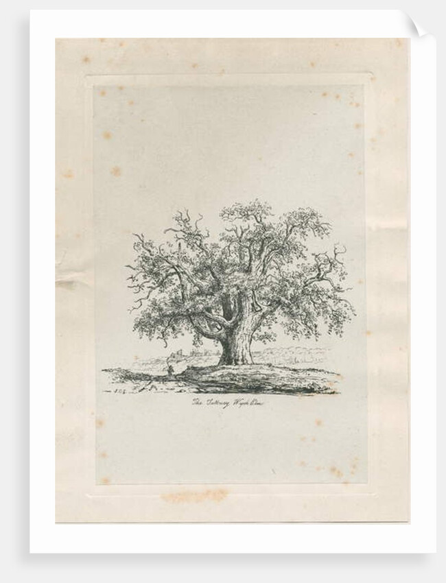 Tutbury - 'Wych Elm' by Jacob George Strutt