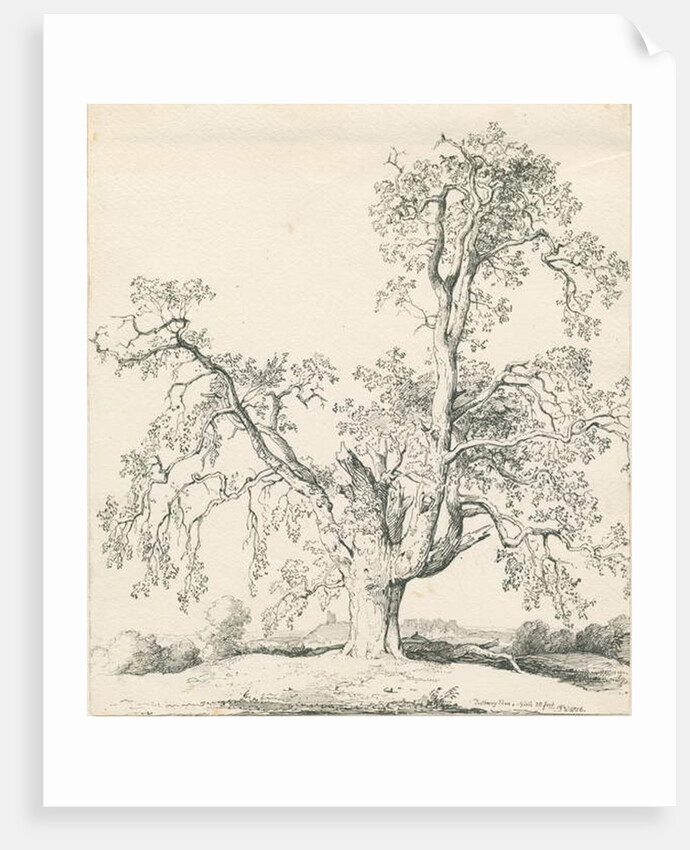 Tutbury - 'Wych Elm': pen and ink drawing, 1836 by Thomas Peploe Wood