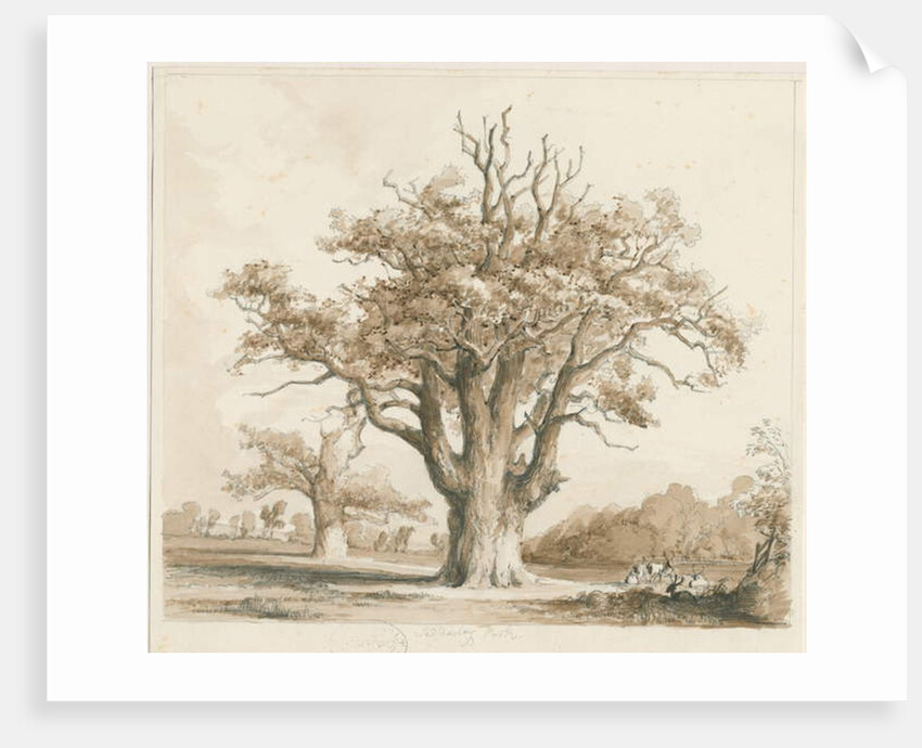 Teddesley Hall - Oak Trees by Thomas Peploe Wood