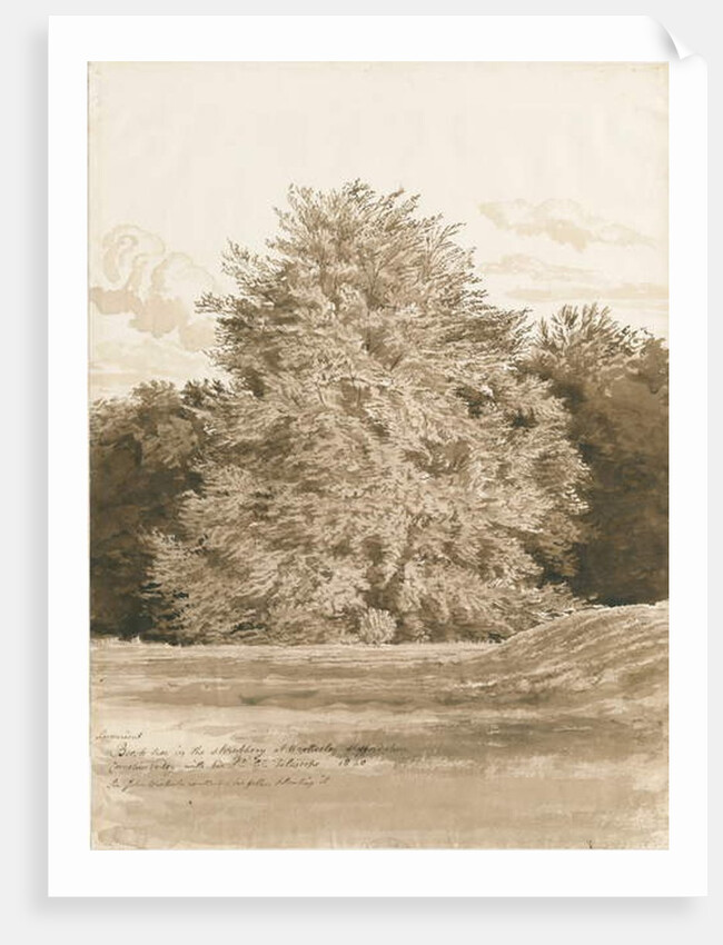 Wrottesley Hall - The Shrubbery: sepia drawing, 1820 by Cornelius Varley