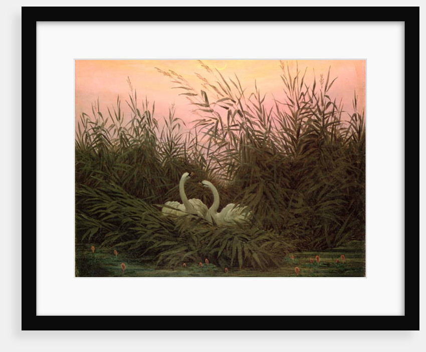 Swans in the Reeds, c.1820 by Caspar David Friedrich