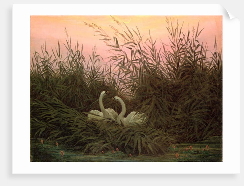 Swans in the Reeds, c.1820 by Caspar David Friedrich