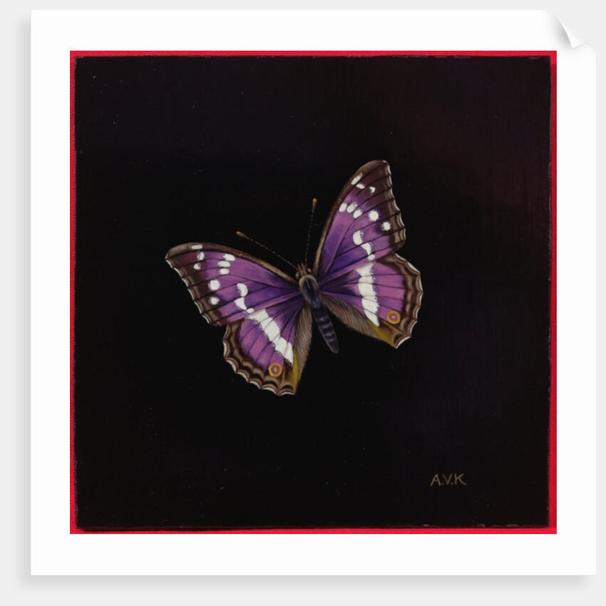 Purple emperor butterfly, 2000 by Amelia Kleiser