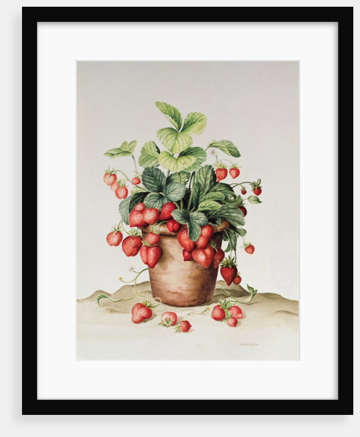 Strawberries in a pot, 1998 by Amelia Kleiser