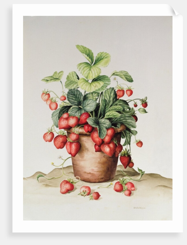 Strawberries in a pot, 1998 by Amelia Kleiser