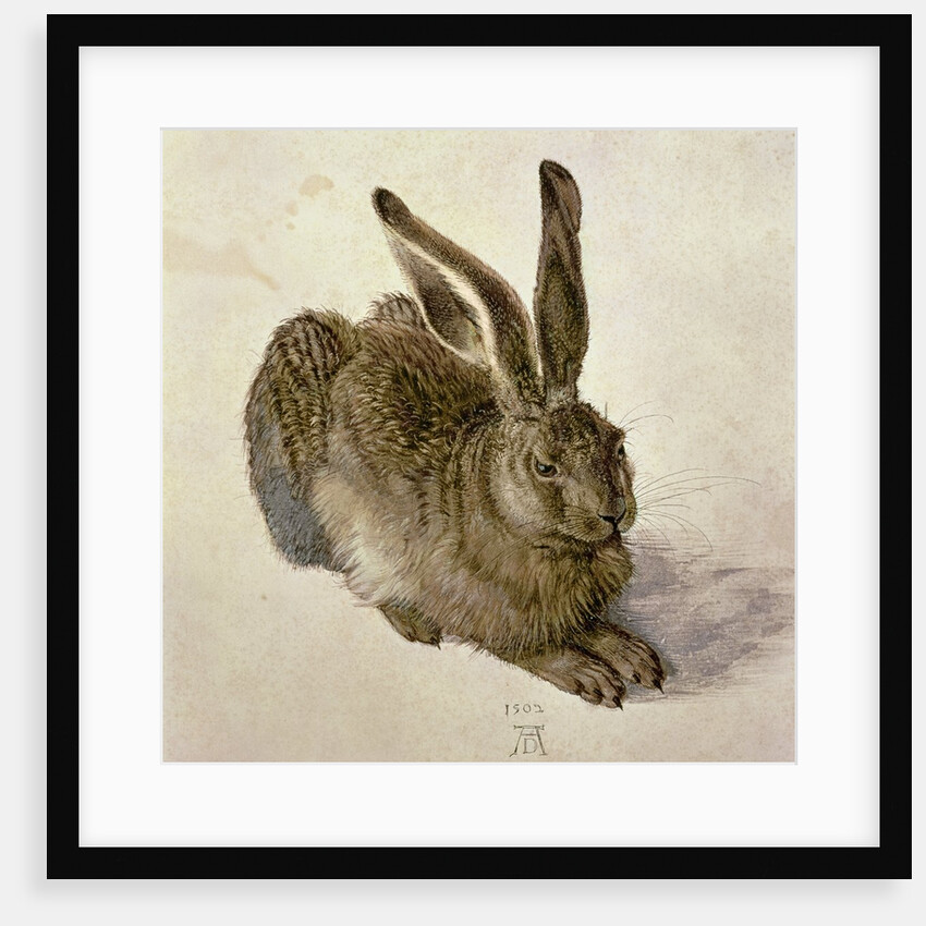 Hare, 1502 by Albrecht Dürer