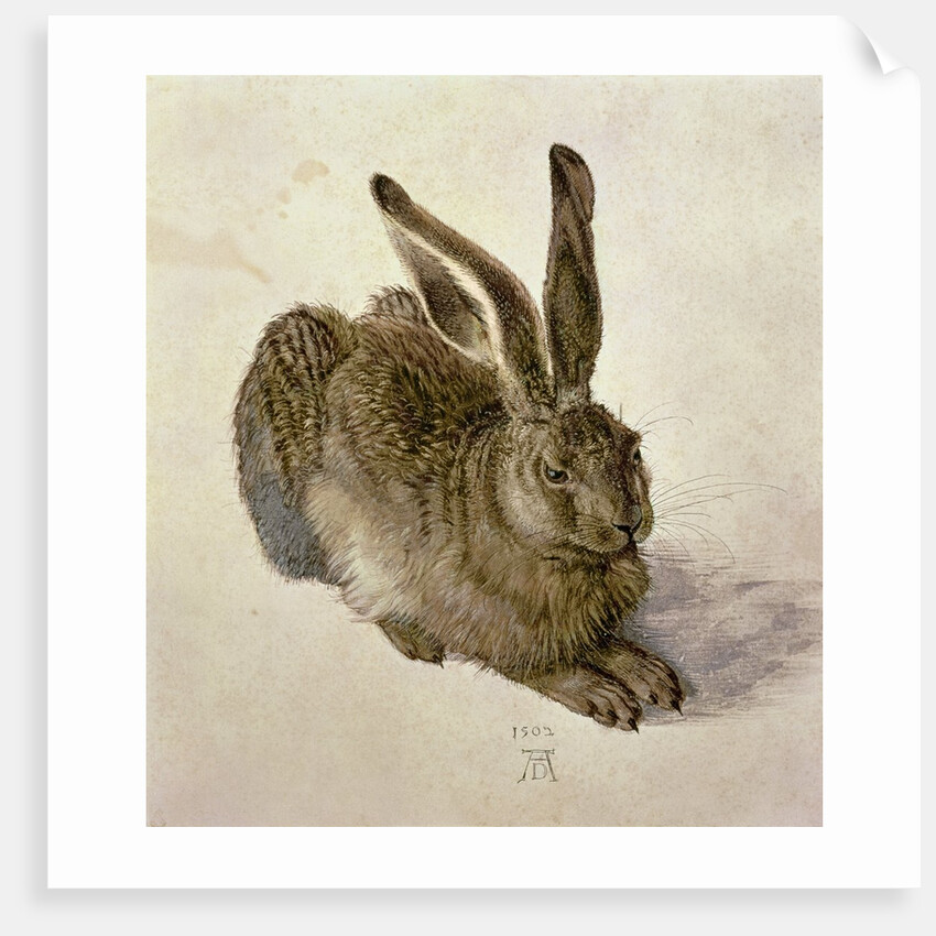 Hare, 1502 by Albrecht Dürer