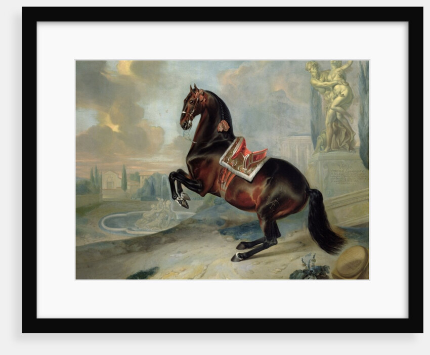 The dark bay horse 'Valido' performing a Levade movement by Johann Georg Hamilton