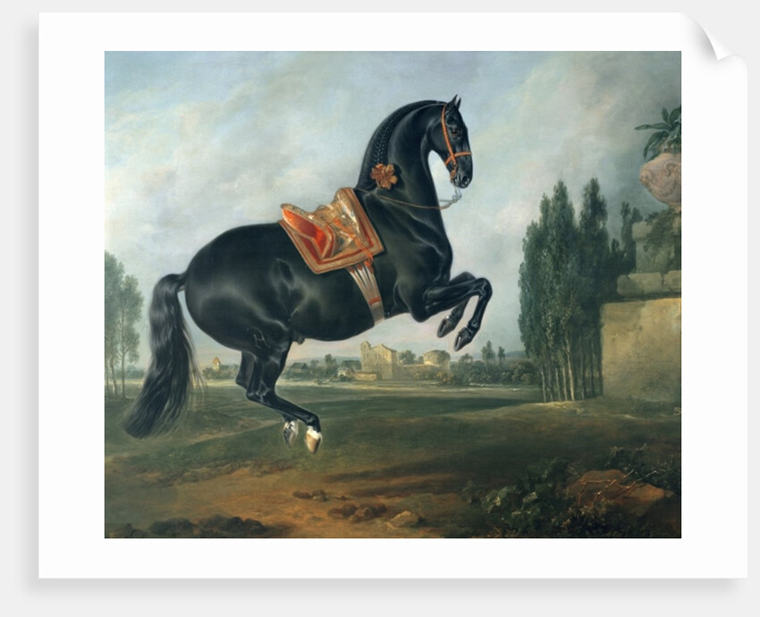 A black horse performing the Courbette by Johann Georg Hamilton