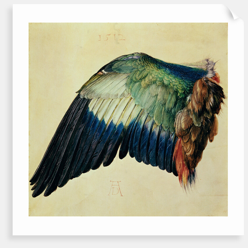 Wing of a European Roller, 1512 by Albrecht Dürer or Duerer