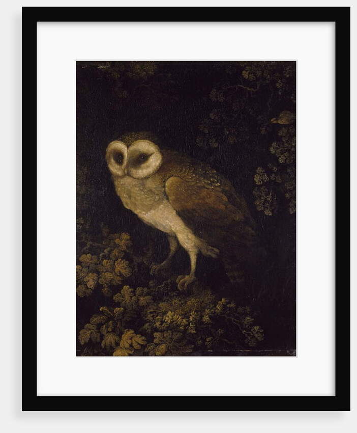 An Owl, 1780-90 by Moses Haughton
