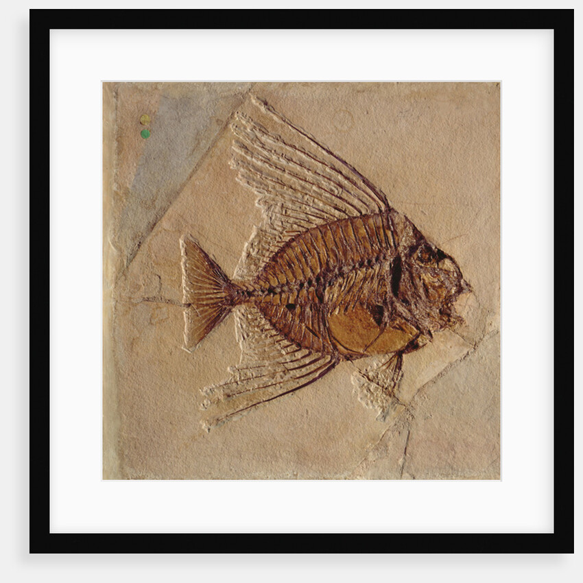 Fish by Prehistoric Prehistoric