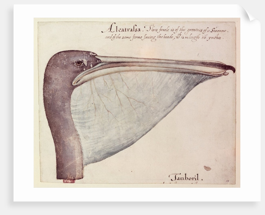Pelican, c.1590 by John White