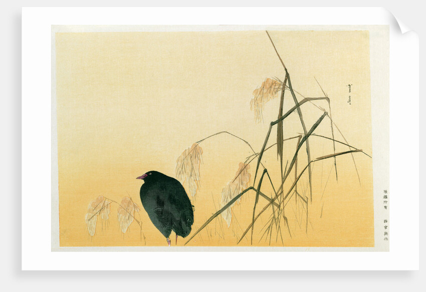 Blackbird, Edo Period by Japanese School