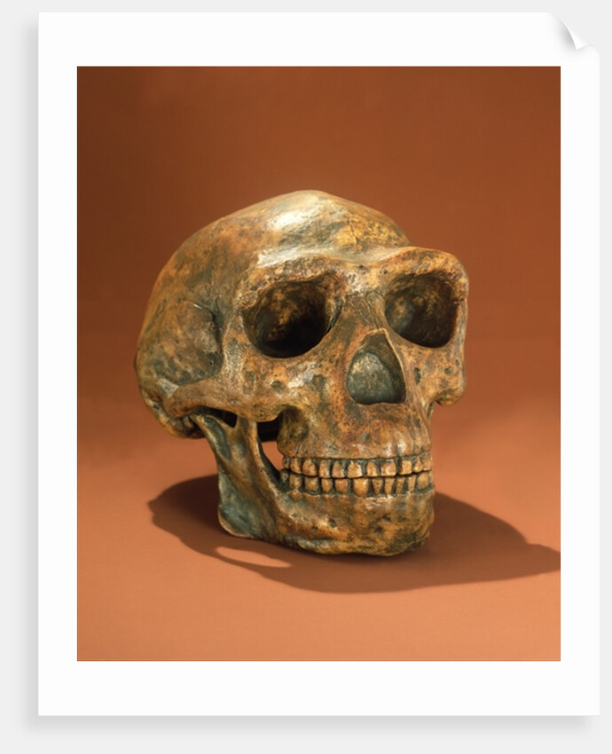 Peking Man's reconstructed skull, Cave Choukou'tien by School Chinese