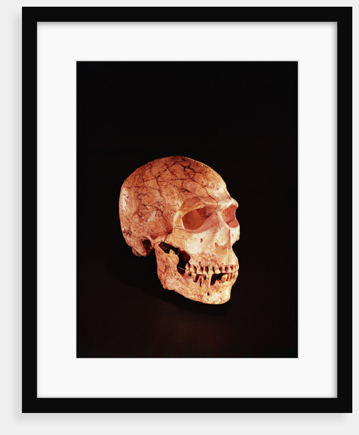 Neanderthal Skull, discovered on Mt Carmel, Palestine c.1920 by Prehistoric Prehistoric